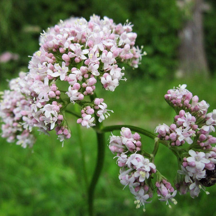 Valerian