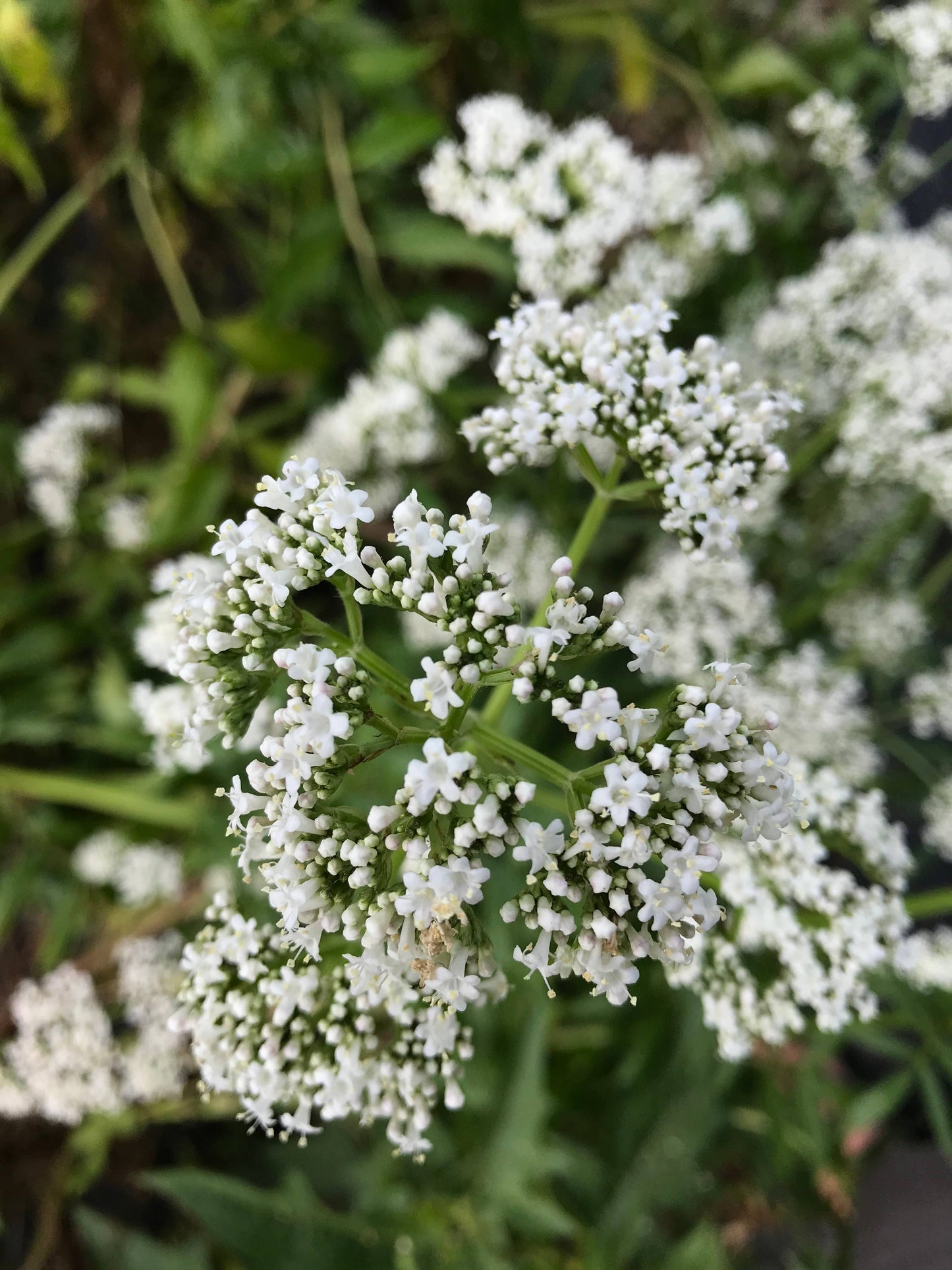 Valerian